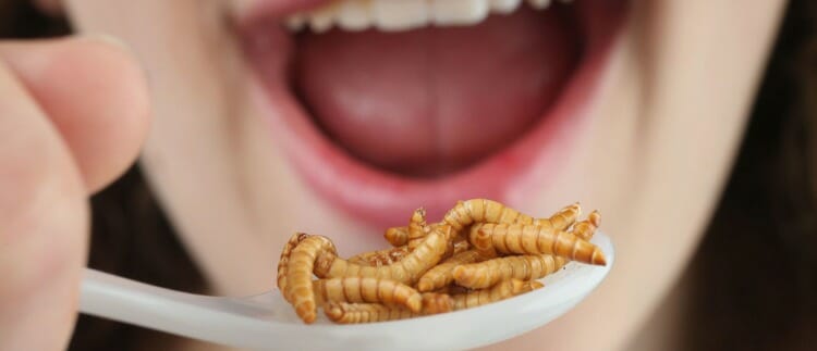 ¿Tiene algún peligro comer insectos?