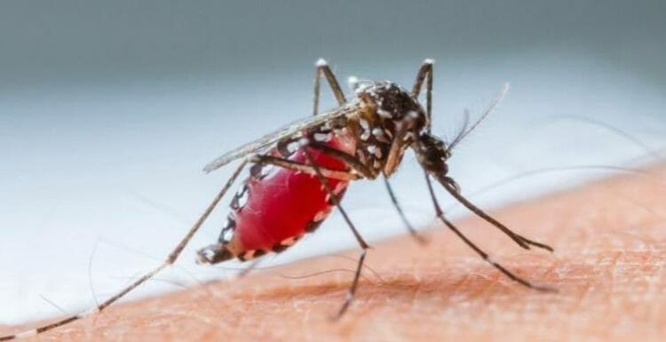 Consejos prevenir dengue