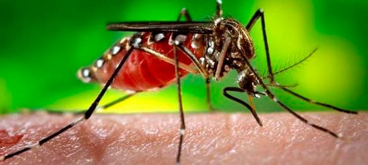 Resultado de imagen para dengue