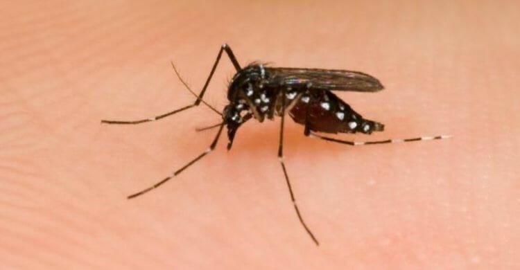Picadura mosquito