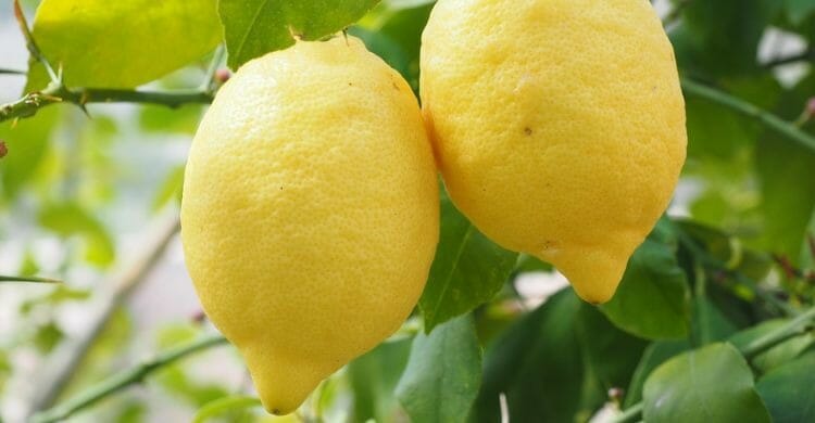 Limón para mejorar la acidez de estómago