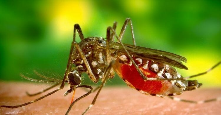 Dengue en España