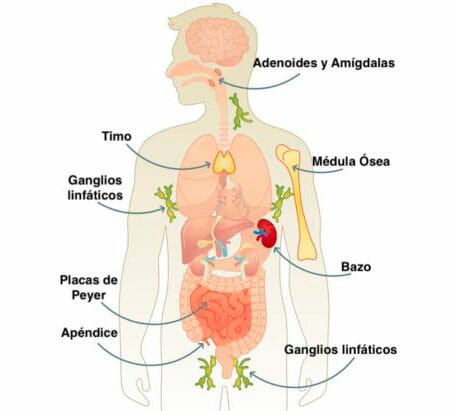 Órganos del Sistema Inmunológico