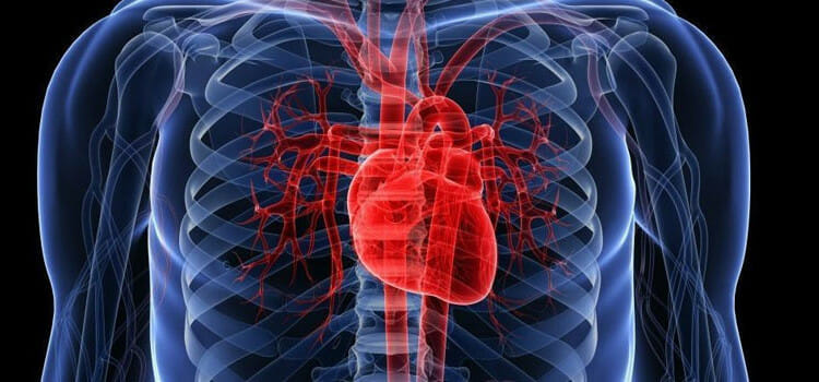 Sistema circulatorio y corazón