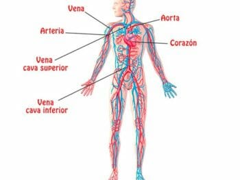 organos sistema circulatorio