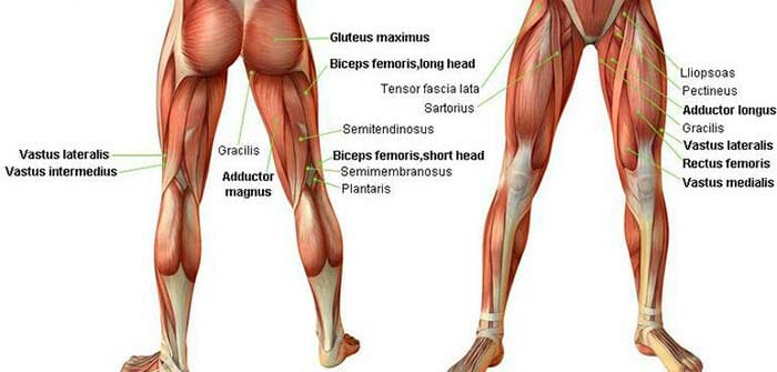 Anatomía de la pierna humana