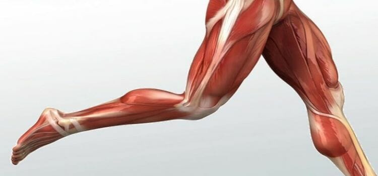 Músculos De La Pierna Anatomía Y Funciones