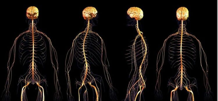 Qué es el sistema nervioso