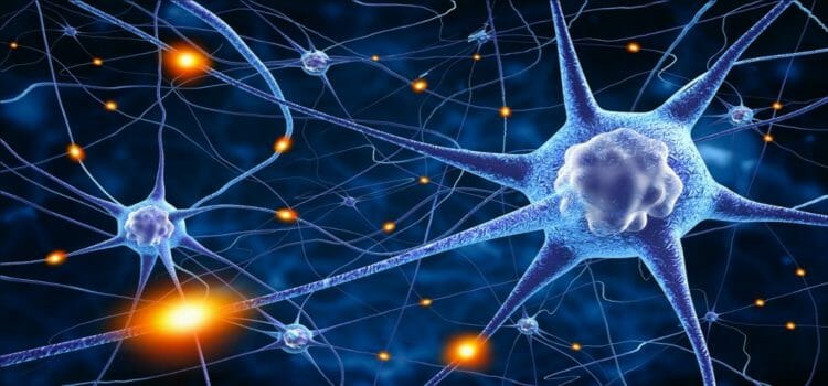 Neurociencia y neuronas