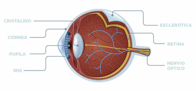 Partes del ojo humano y sus funciones