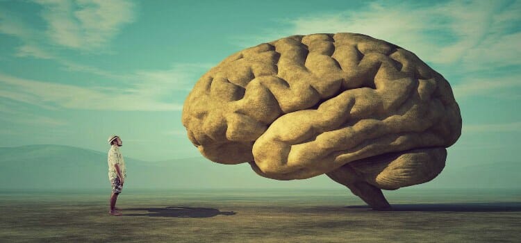 Partes del cerebro y sus funciones más características