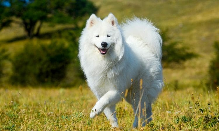 Samoyedo perro hipoalergénico