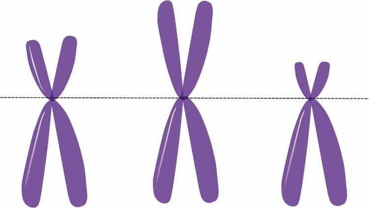 Estructura de los cromosomas