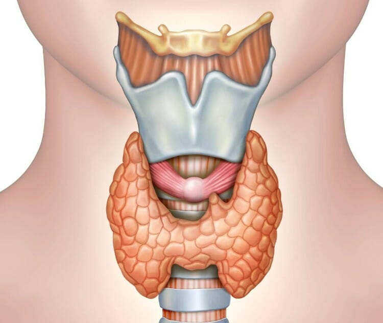 Qué es la tiroides