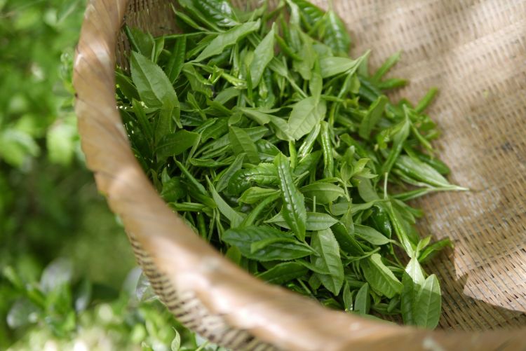 Beneficios del te verde
