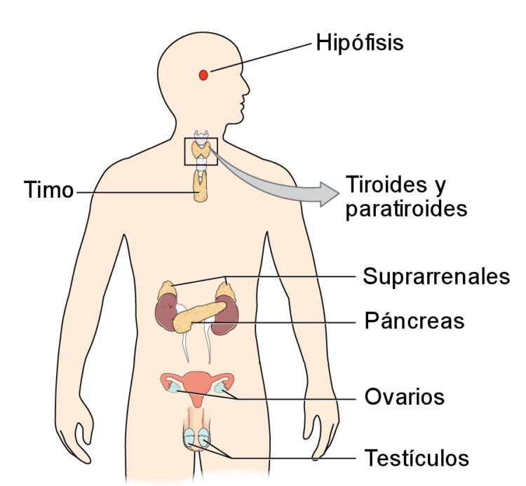 Tiroides glándula